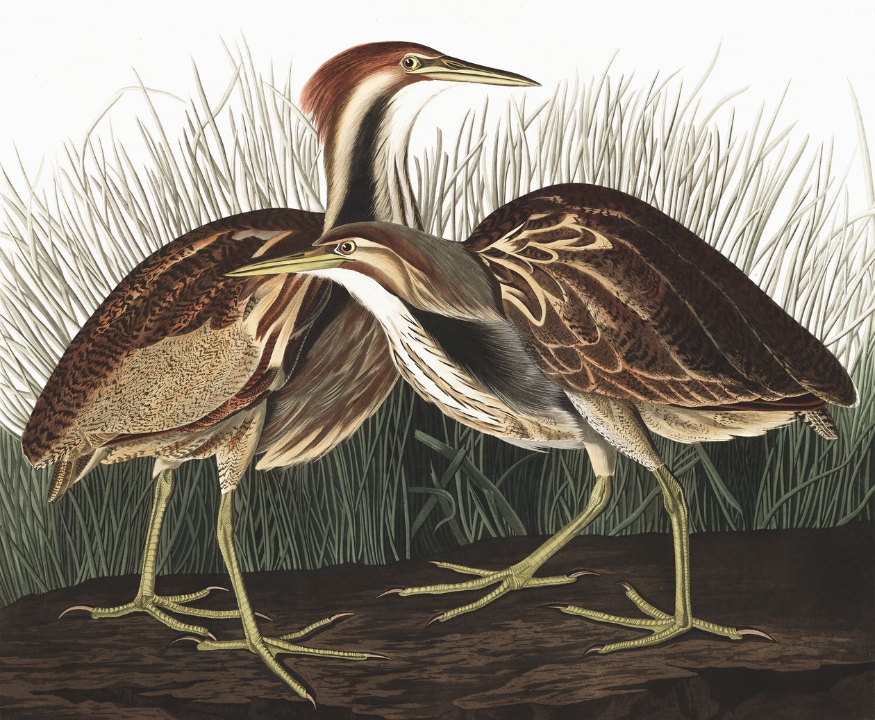 American Bittern, Botaurus Lentiginosus, John J. Audubon