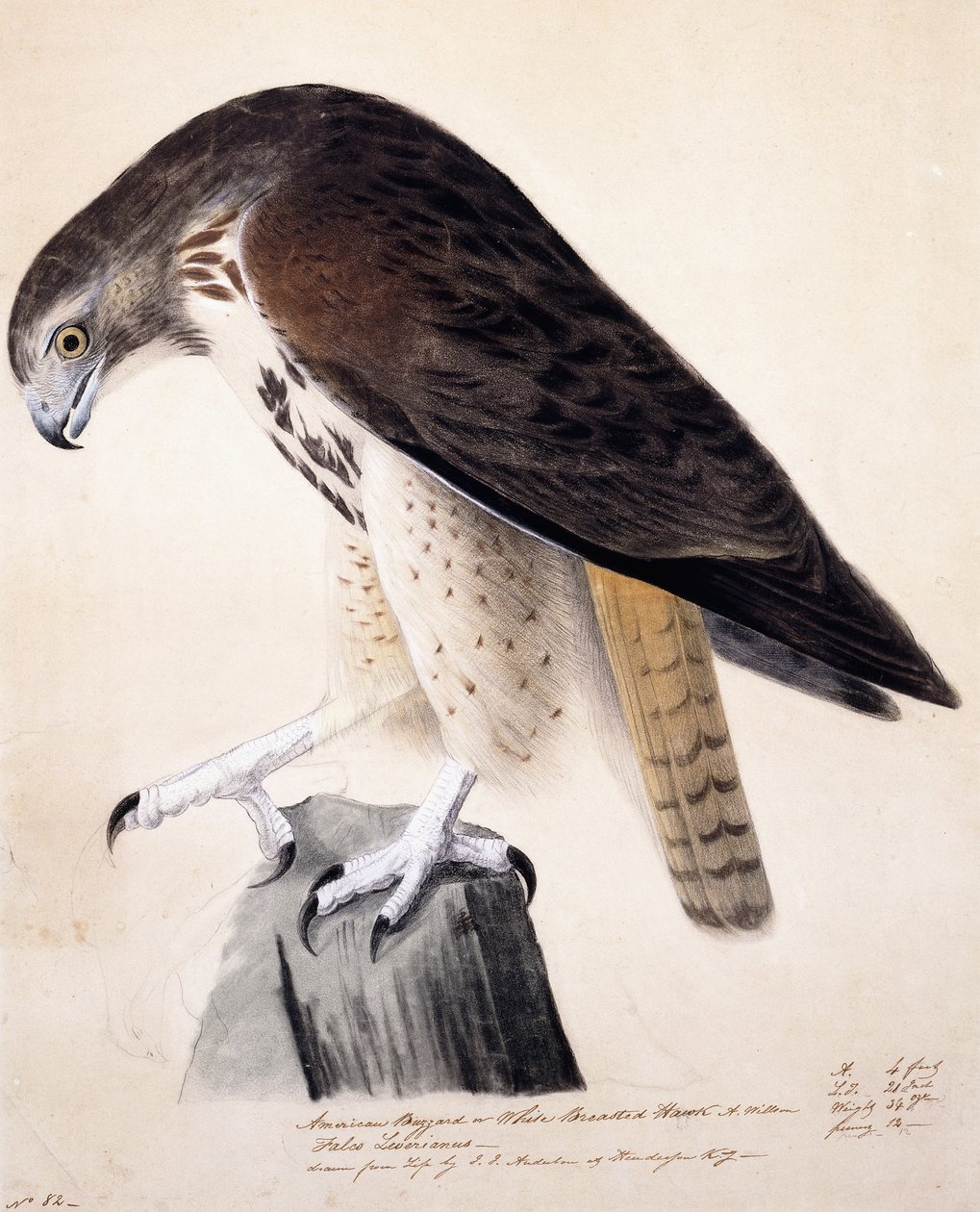 Amerikan Şahini veya Beyaz Göğüslü Şahin, by John James Audubon