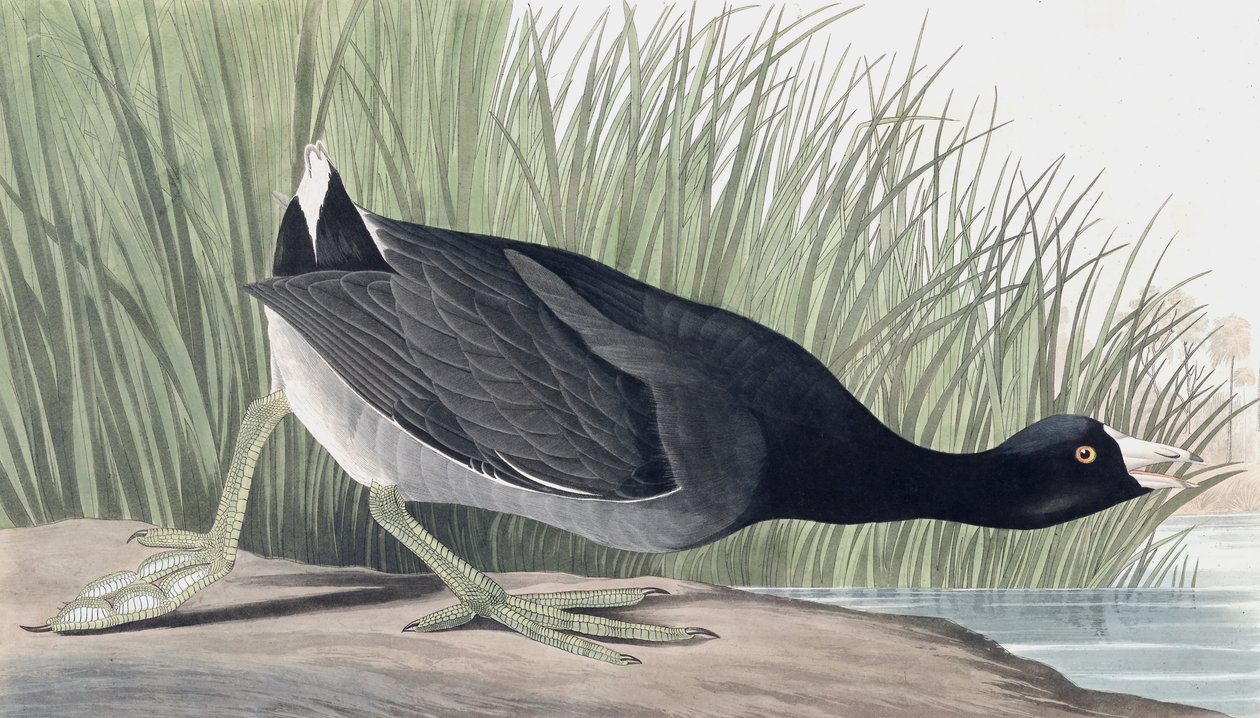 American Coot, Fulica Americana, John J. Audubon