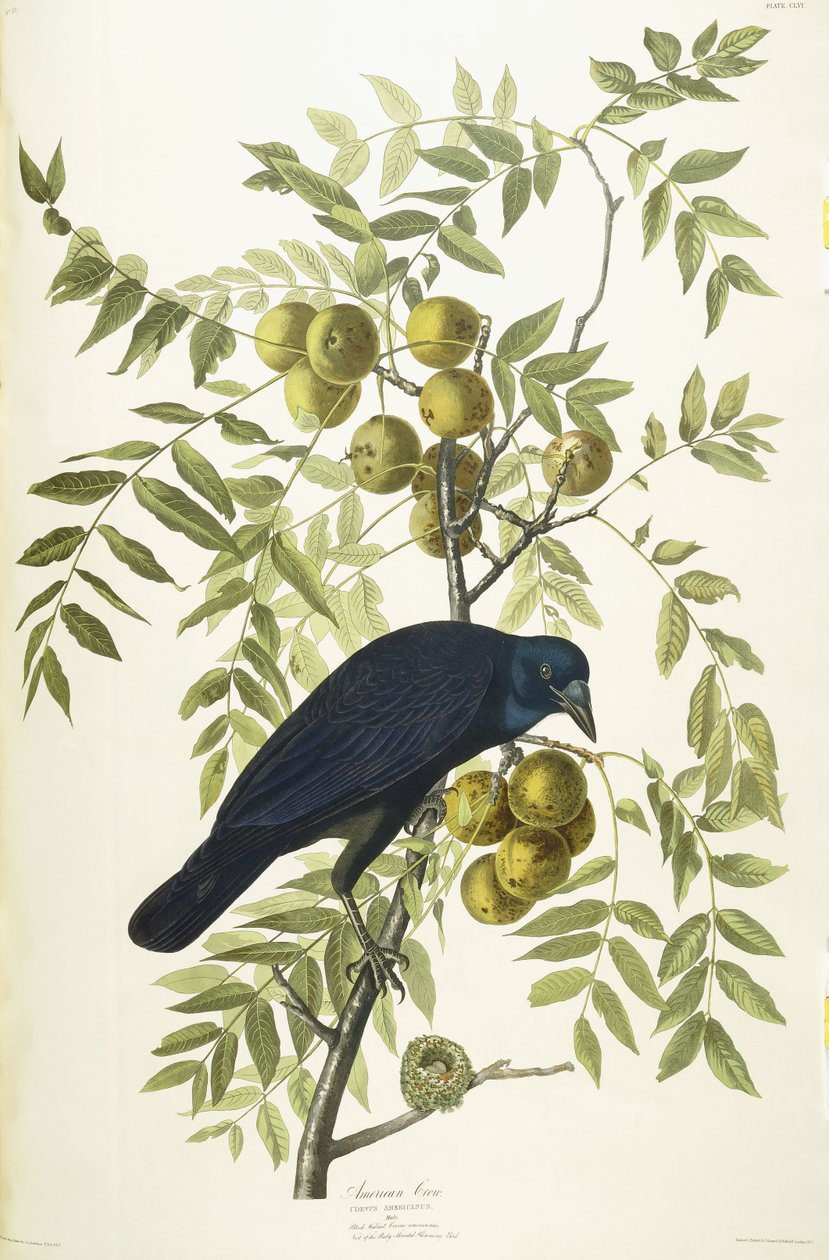 Amerikan Kargası, 1833 by John James Audubon