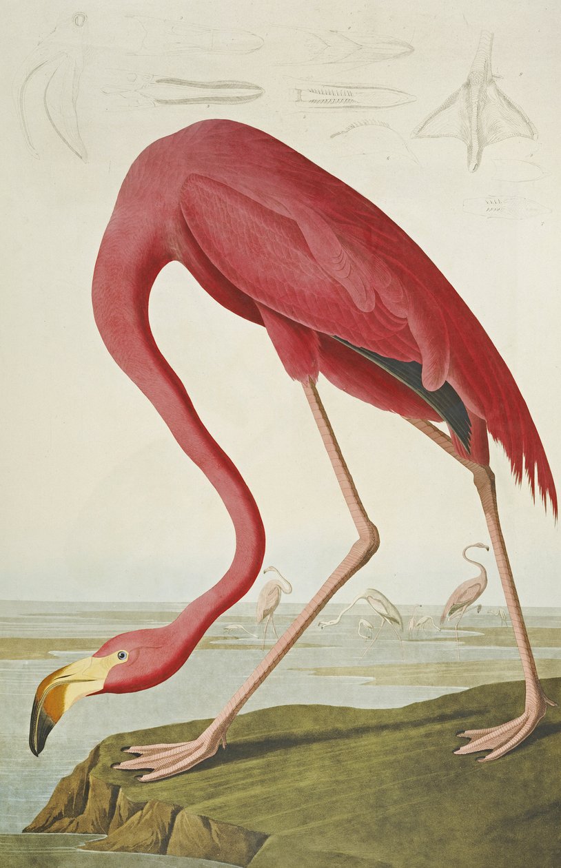 Amerikan Flamingo, "Amerika Kuşları" ndan by John James Audubon