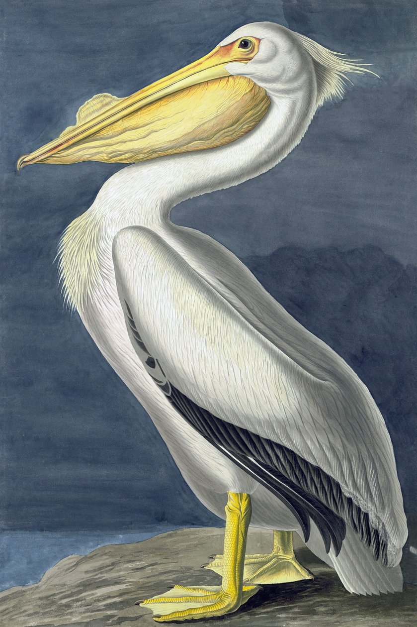 Amerikan Beyaz Pelikan, Pelecanus Erythrorhynchos, John J. Audubon tarafından yazılan "Amerika Kuşları"ndan, pub. 1827-38 by John James Audubon