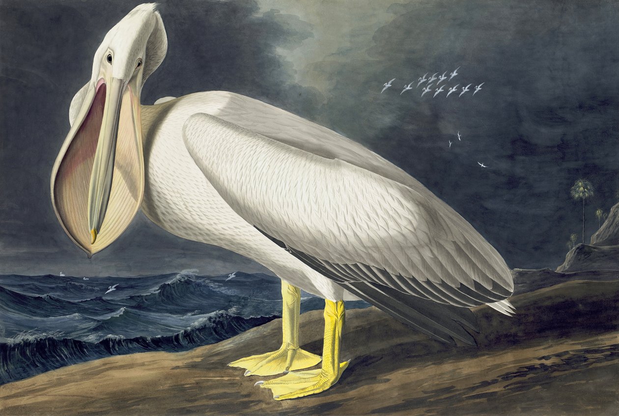Amerikan Beyaz Pelikan, Pelecanus Erythrorhynchos, John J. Audubon tarafından yazılan "Amerika Kuşları"ndan, pub. 1827-38 by John James Audubon