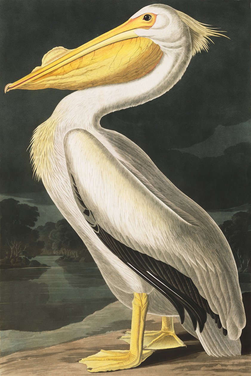 Amerikan Beyaz Pelikan, Pelecanus Erythrorhynchos, John J. Audubon tarafından yazılan "Amerika Kuşları"ndan, pub. 1827-38 by John James Audubon