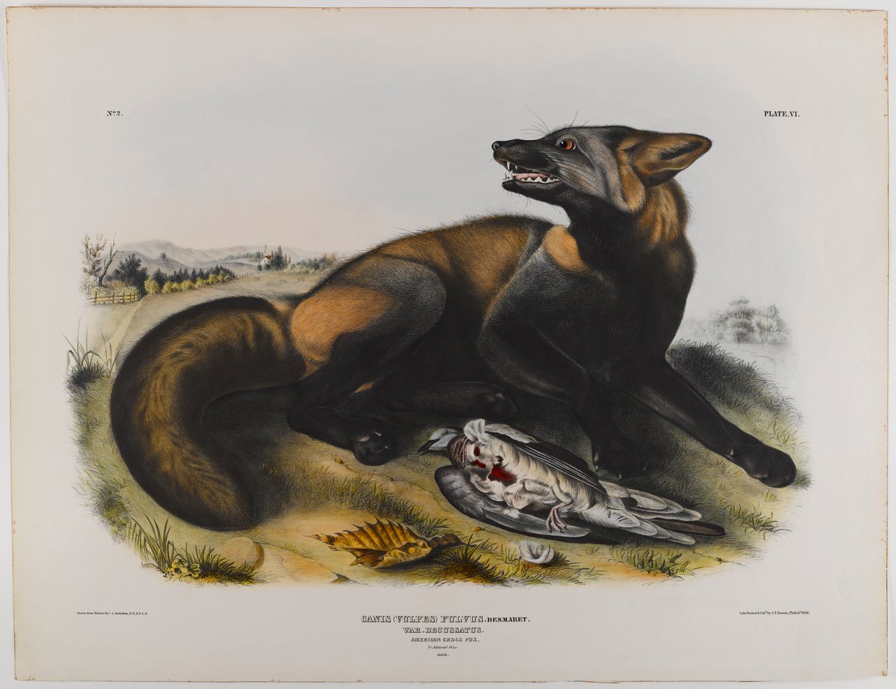amerikan çapraz tilki by John James Audubon
