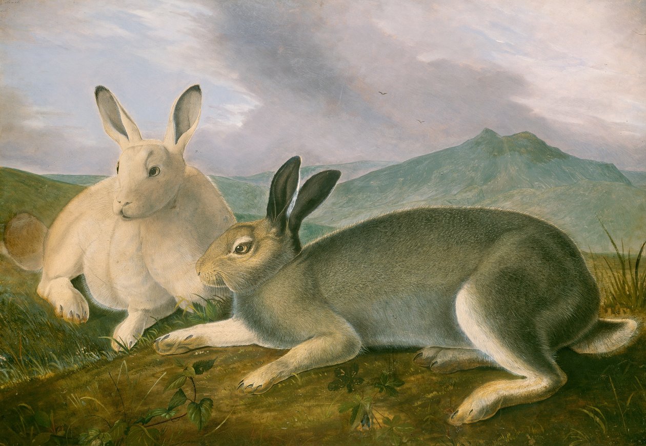 Kutup tavşanı by John James Audubon
