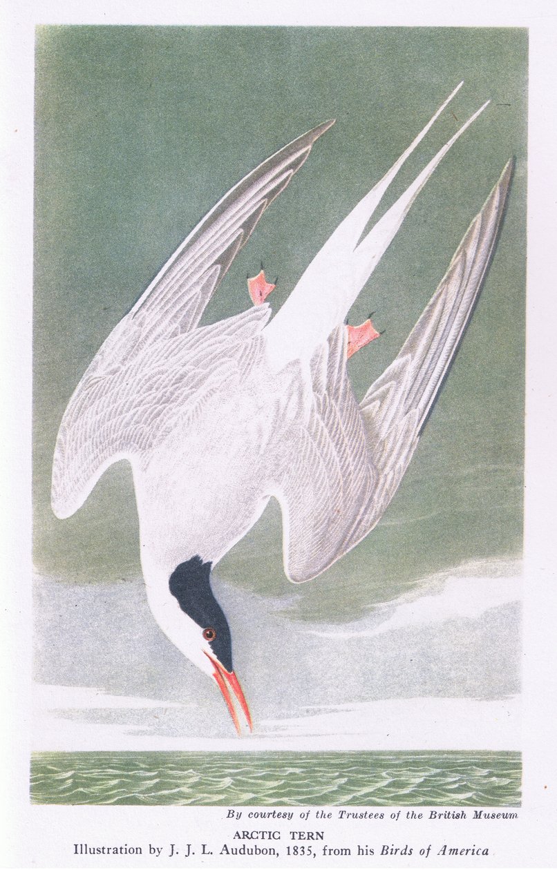 Kuzey sumrusu by John James Audubon