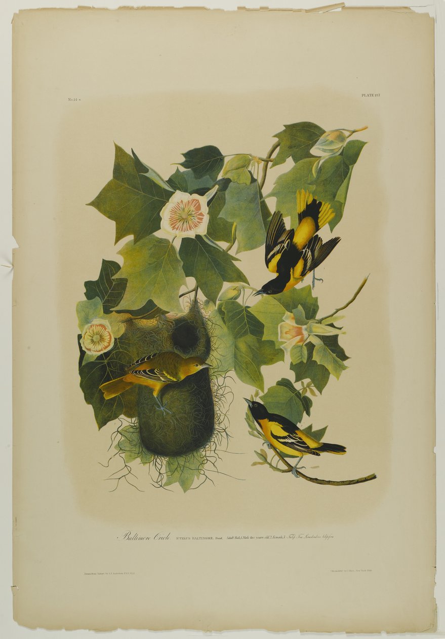 Baltimore Oriole, Julien Bien tarafından basıldı ve Roe Lockwood & Son tarafından yayınlandı, 1861 (kromolitograf) by John James Audubon