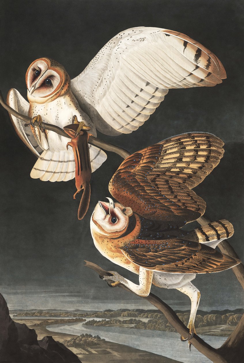 Peçeli Baykuş, Tyto Alba, John J. Audubon