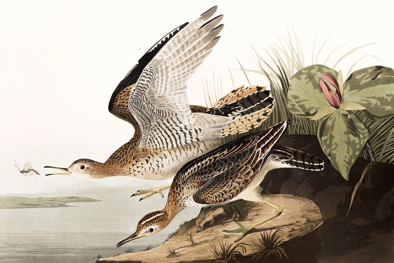 Bartram Sandpiper, Bartramia Longicauda, John J. Audubon tarafından yazılan "The Birds of America"dan, pub. 1827-38 by John James Audubon