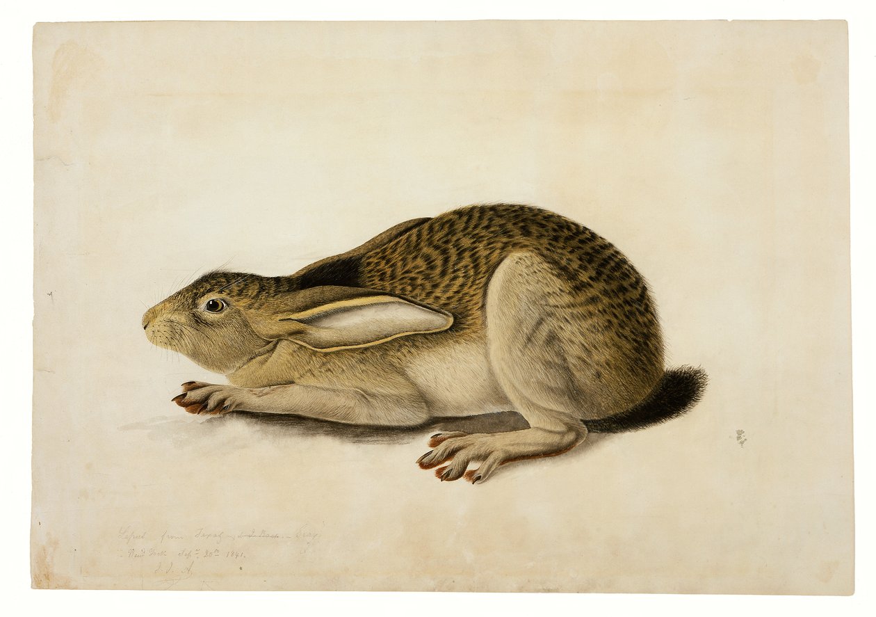 Kara Kuyruklu Tavşan by John James Audubon