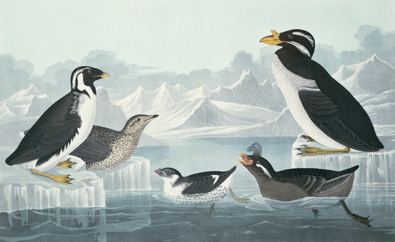 Kara Boğazlı Guillemot, Nobbed-Faturalı Auk, Kıvrılmış Tepeli Auk, Boynuz Faturalı Guillemot, doğadan çekilmiş by John James Audubon