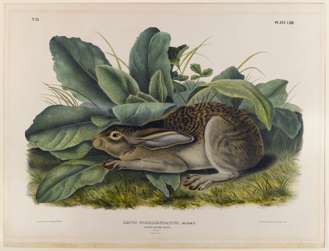 Kara kuyruklu tavşan by John James Audubon