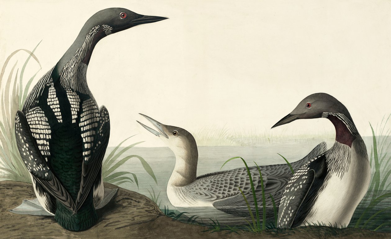Kara boğazlı Dalgıç, Colymbus Arcticus, John J. Audubon