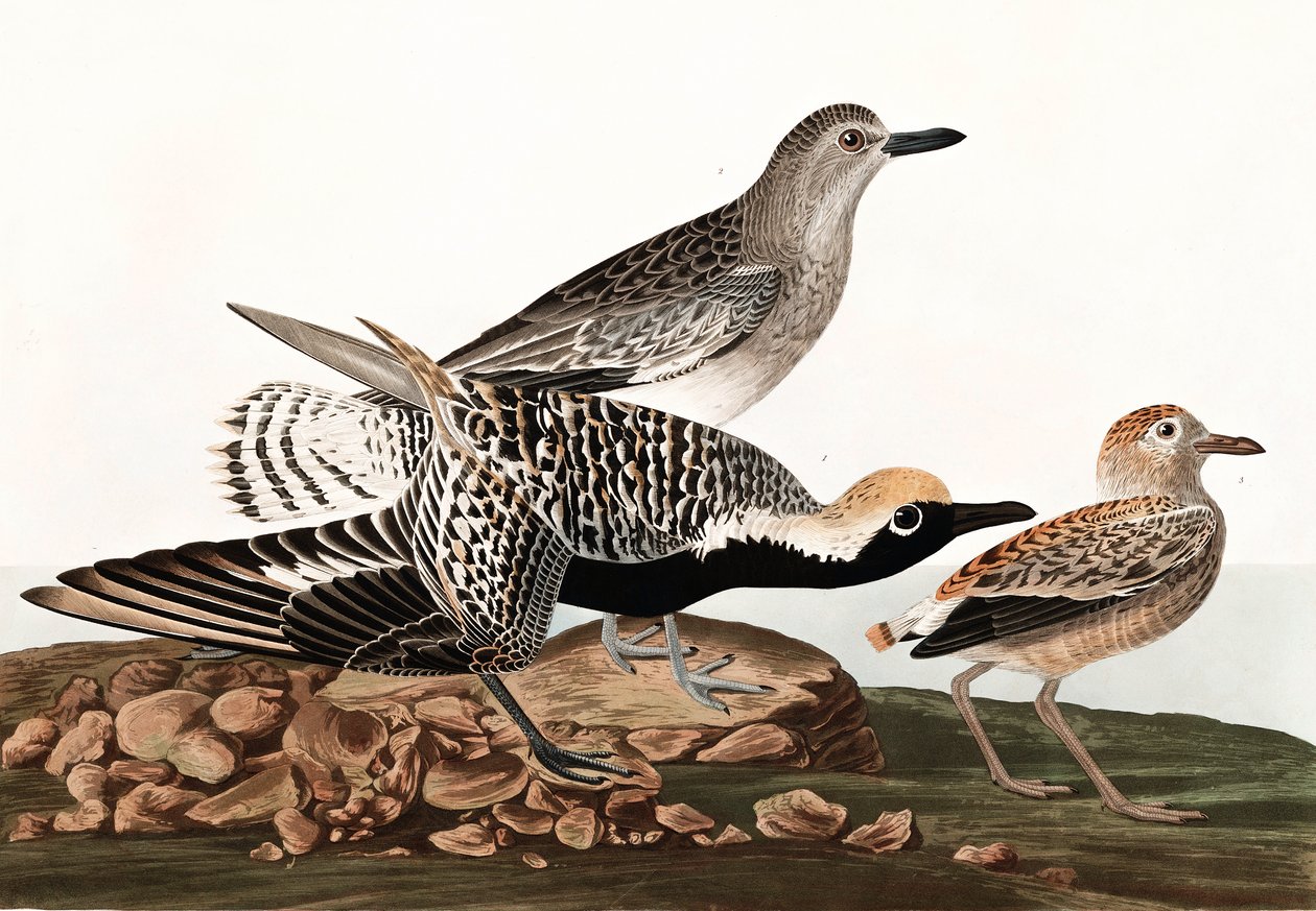 Kara Karınlı Plover, Charadrius Helveticus, John J. Audubon