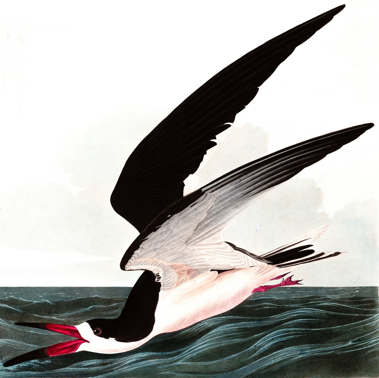 Black Skimmer veya Shearwater, Rhincops Nigra, John J. Audubon