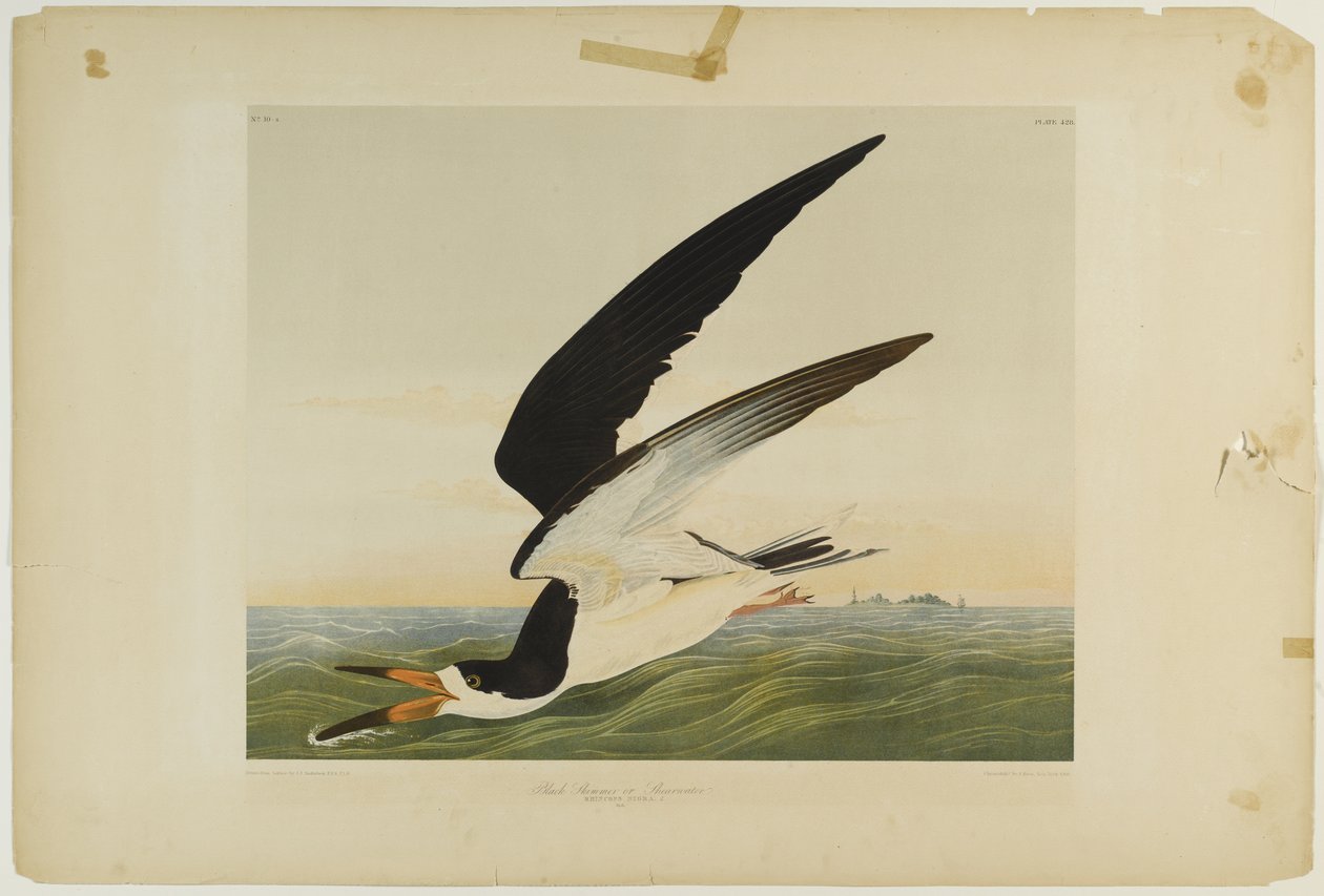 Black Skimmer veya Shearwater, Julien Bien tarafından basıldı ve Roe Lockwood & Son tarafından yayınlandı, 1861 (kromolitograf) by John James Audubon