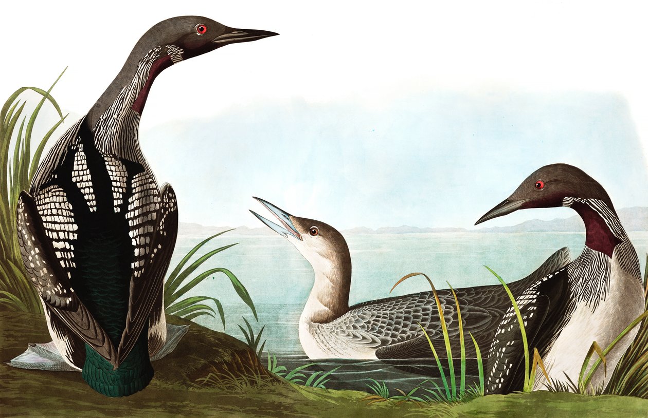 Kara Boğazlı Dalgıç, Columbus Arcticus, John J. Audubon