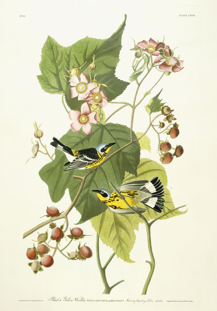 Siyah ve Sarı Ötleğen ve Çiçekli Ahududu, c.1826-1838 by John James Audubon