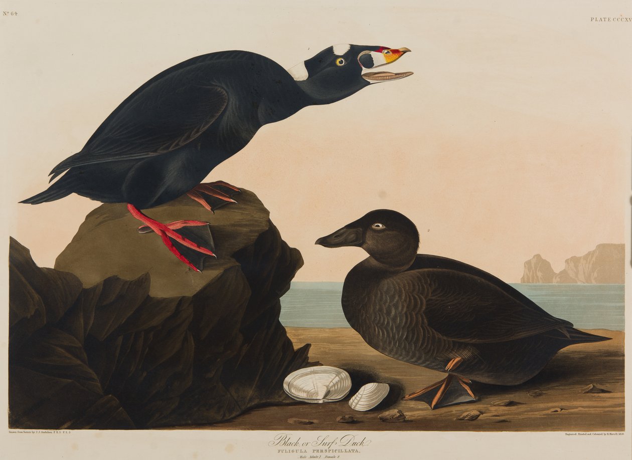 Siyah veya Surf Duck, 1836 (kağıt üzerinde wc) by John James Audubon