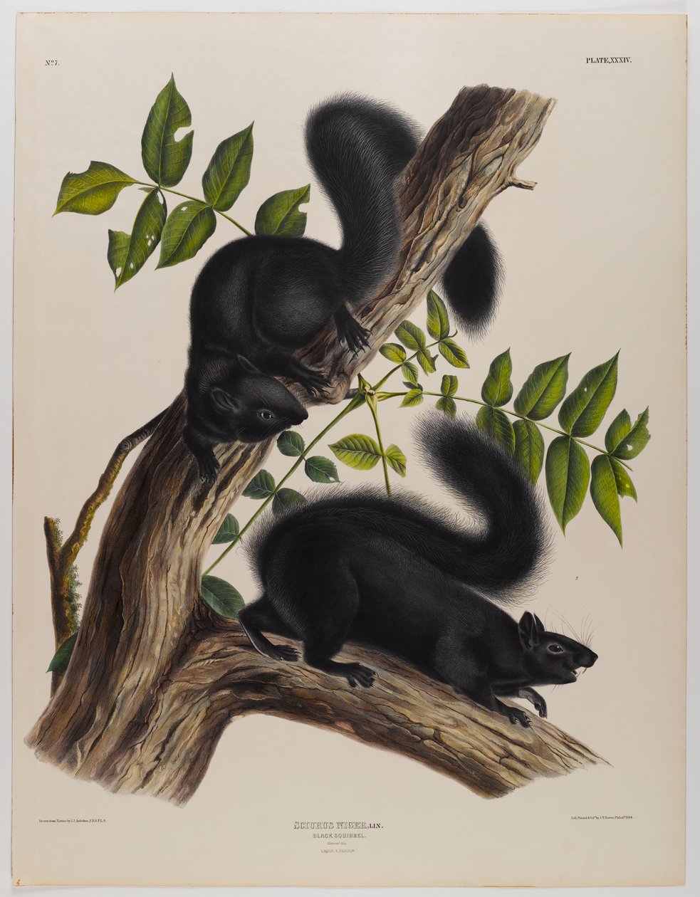 kara sincap by John James Audubon