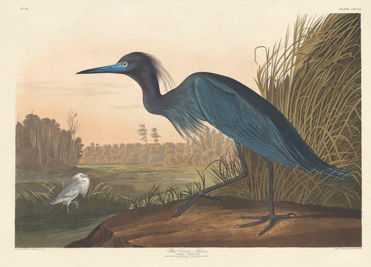 Mavi Turna veya Balıkçıl, 1836 by John James Audubon