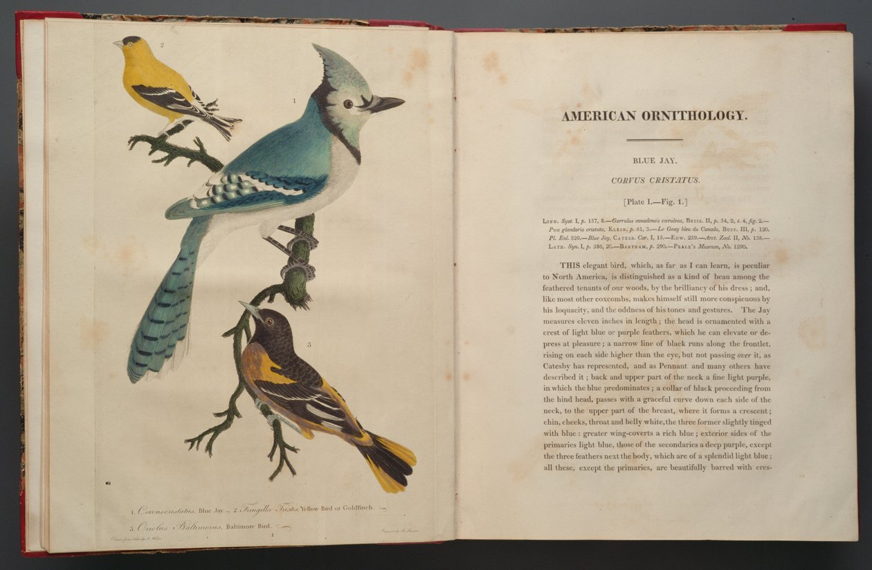 Blue Jay, Elephant Folio