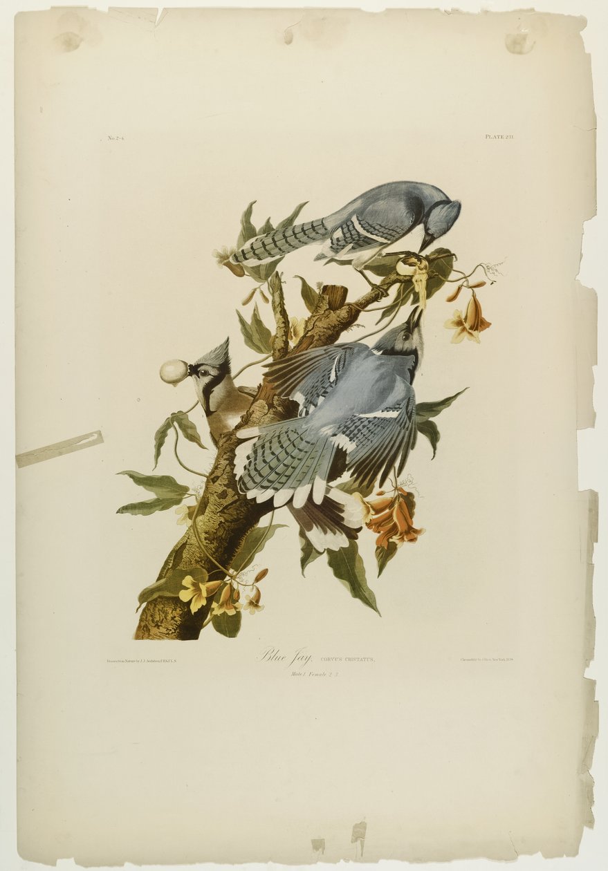 Blue Jay, Julien Bien tarafından basıldı ve Roe Lockwood & Son tarafından yayınlandı, 1861 (kromolitograf) by John James Audubon
