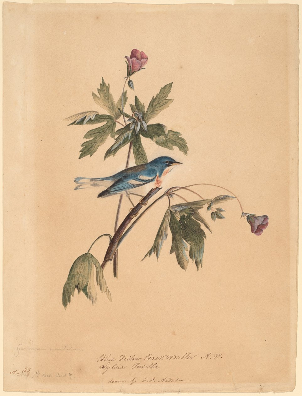 Mavi Sarı Sırt Ötleğen by John James Audubon