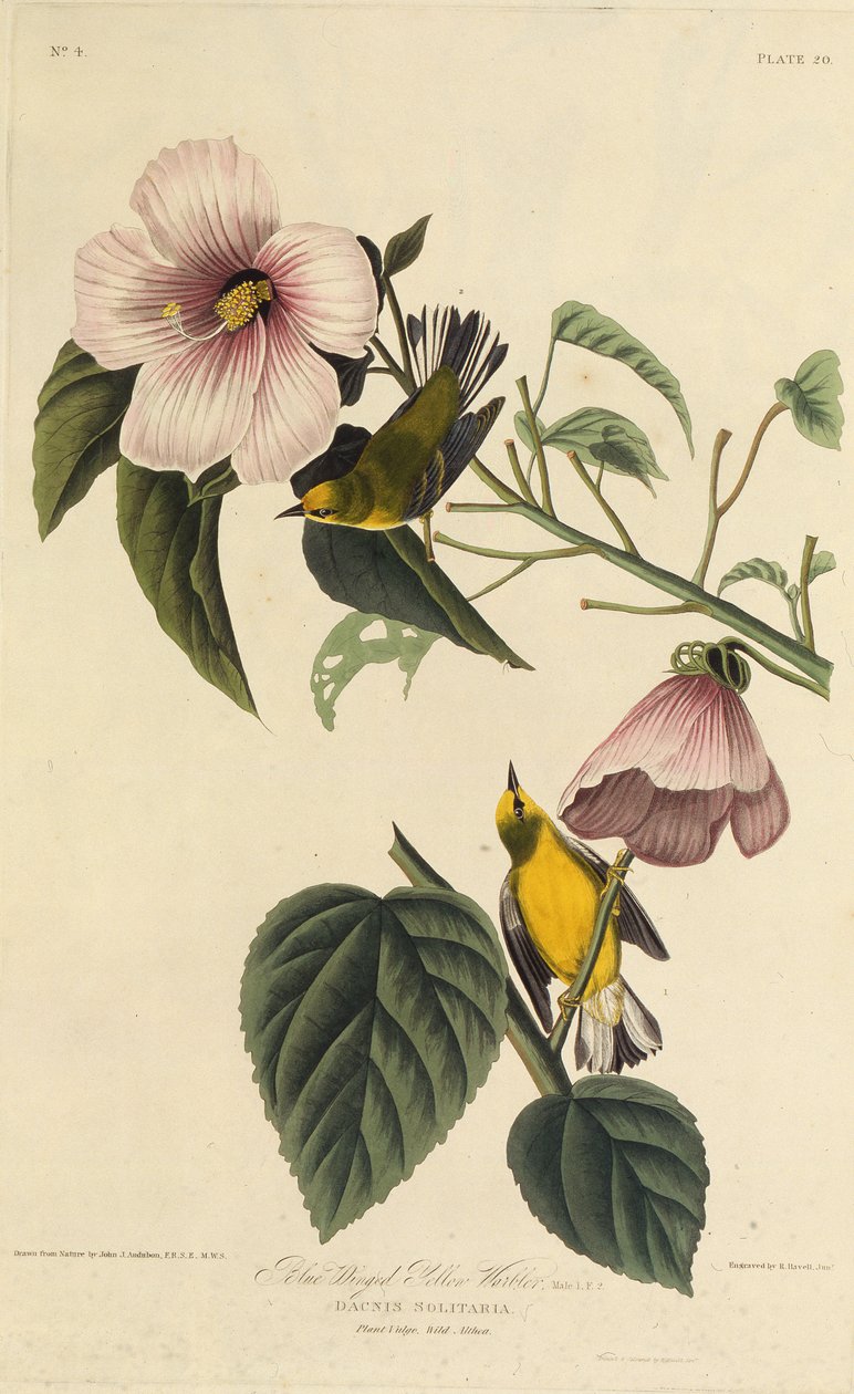 Mavi kanatlı sarı ötleğen. Amerika Kuşları, 1827-1838