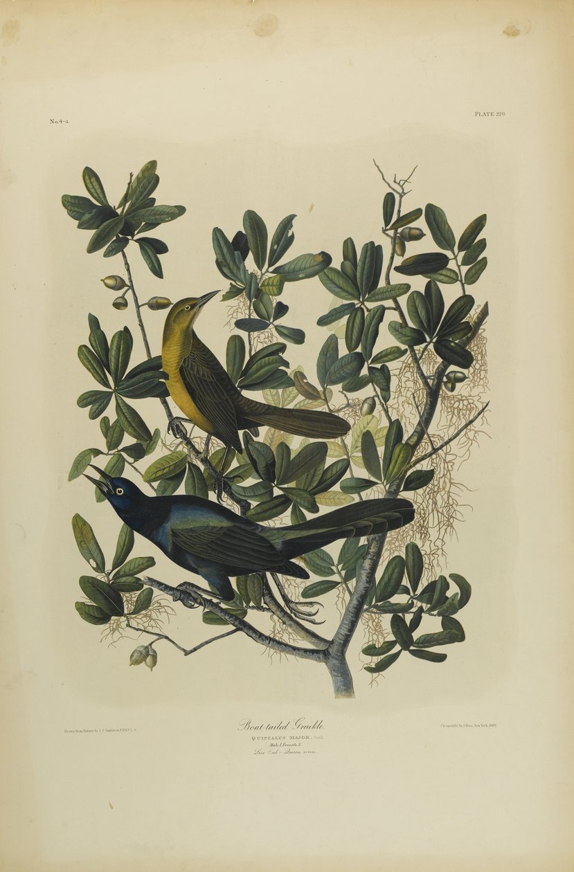 Kayık Kuyruklu Grackle, Julien Bien tarafından basıldı ve Roe Lockwood & Son tarafından yayınlandı, 1861 (kromolitograf) by John James Audubon