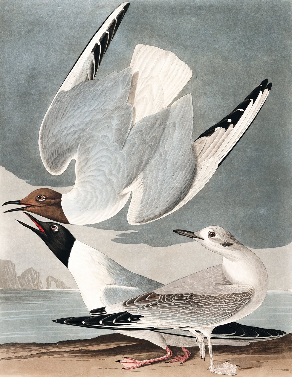 Bonapart Martı, Larus Bonapartii, John J. Audubon