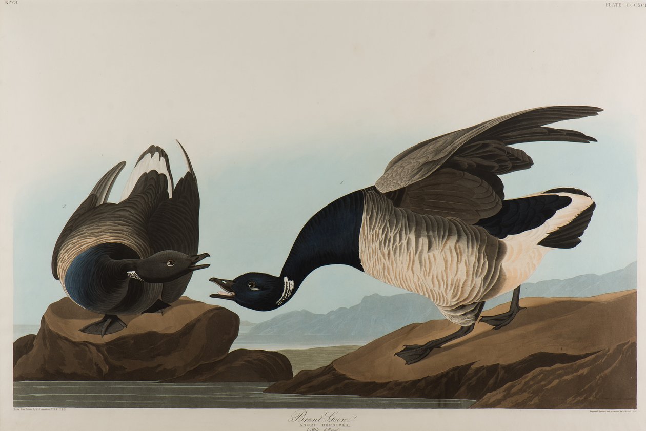Brant Kaz, 1837 (kağıt üzerinde wc) by John James Audubon