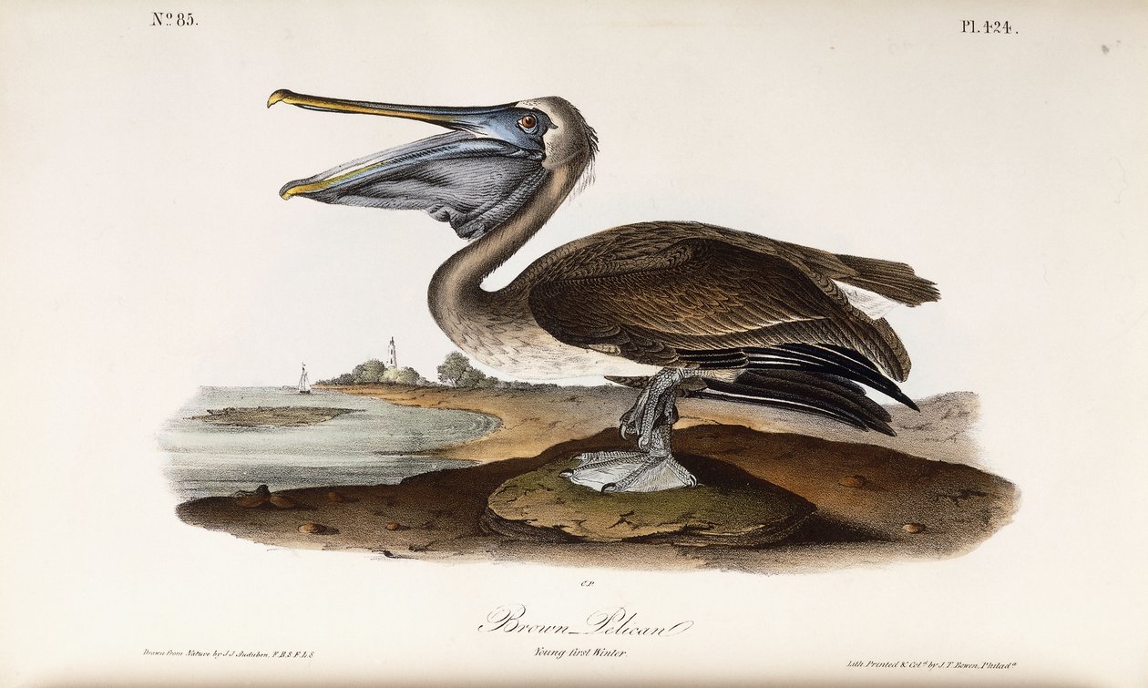 kahverengi pelikan by John James Audubon