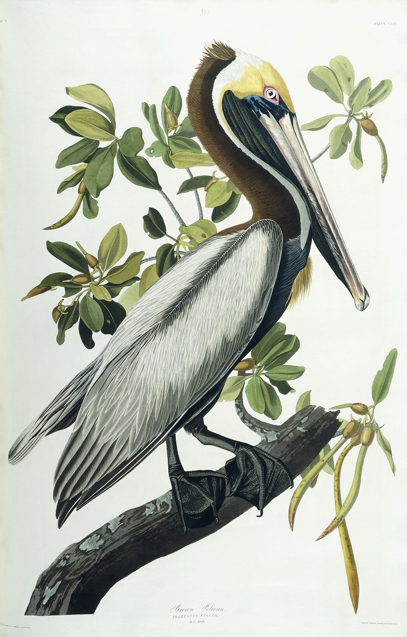 Kahverengi Pelikan, 1835 by John James Audubon