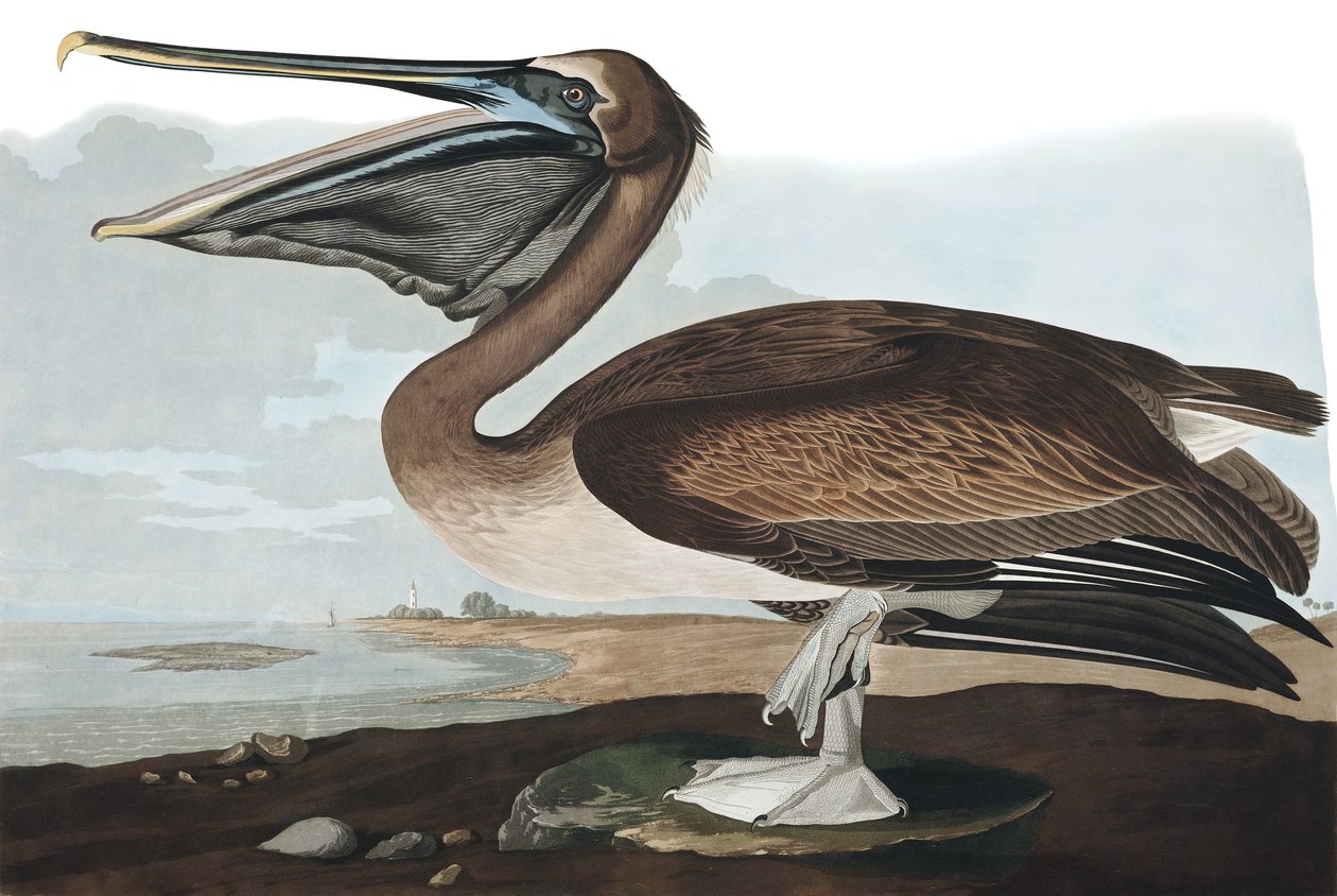 Kahverengi Pelikan, Pelecanus Fuscus, John J. Audubon tarafından yazılan "Amerika Kuşları"ndan, pub. 1827-38 by John James Audubon