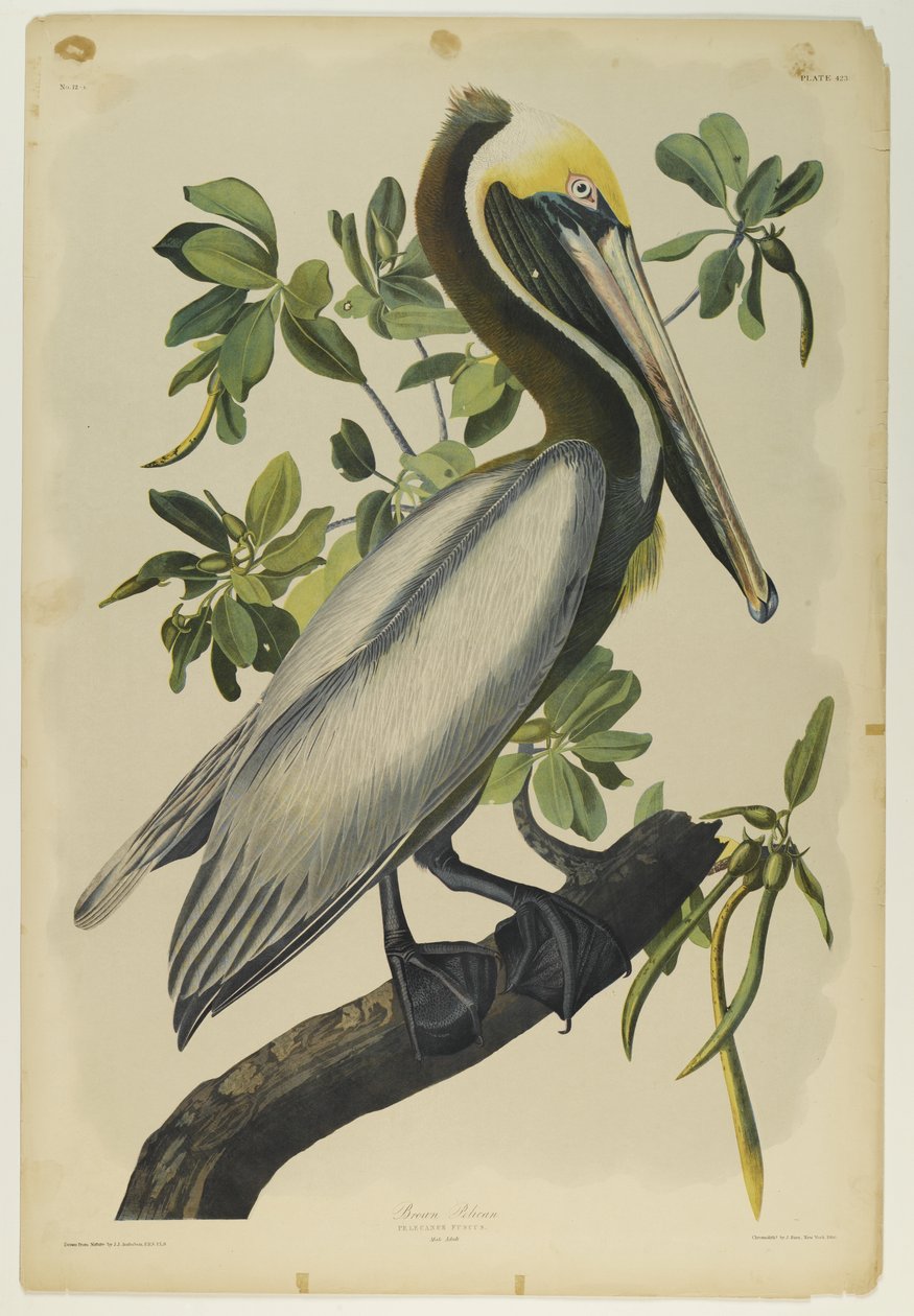 Kahverengi Pelikan, Julien Bien tarafından basıldı ve Roe Lockwood & Son tarafından yayınlandı, 1861 (kromolitograf) by John James Audubon