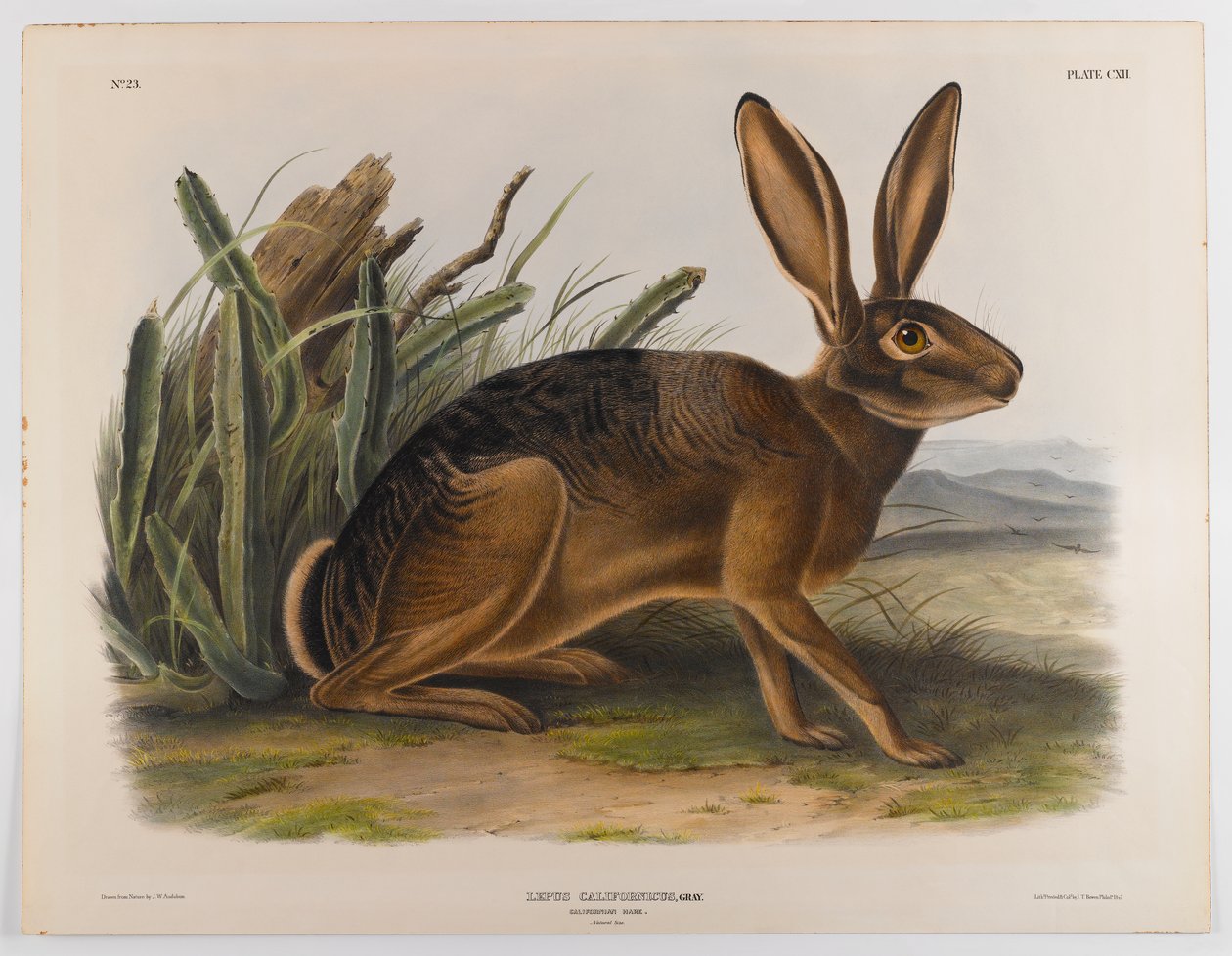 Kaliforniya tavşanı, 1847 by John James Audubon