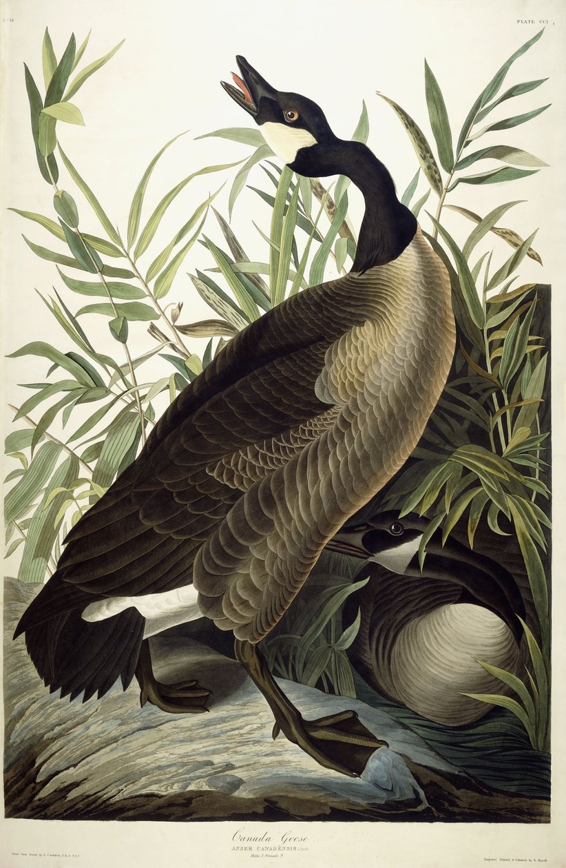 Kanada Kazı, c.1827-1838 by John James Audubon