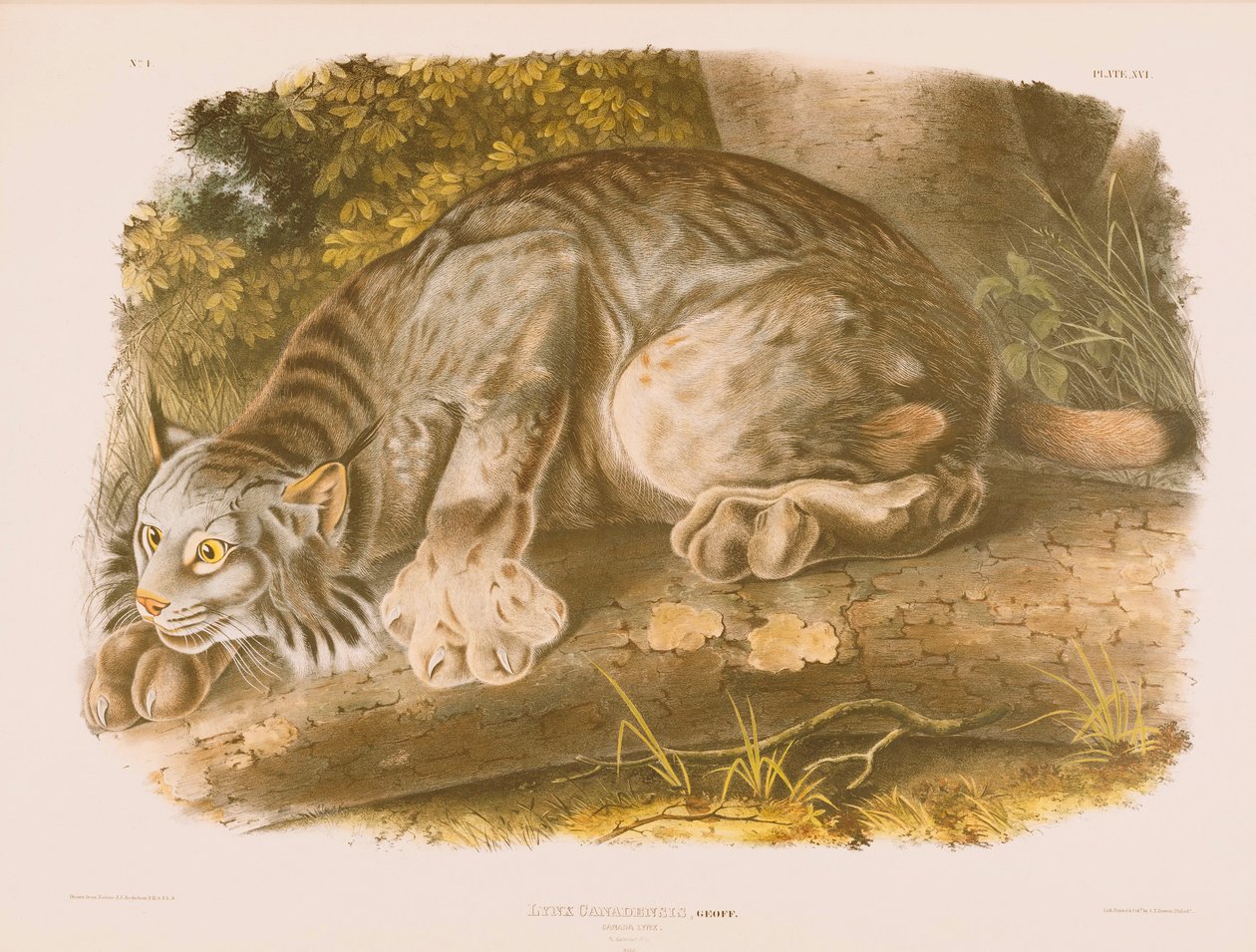 kanada vaşak by John James Audubon