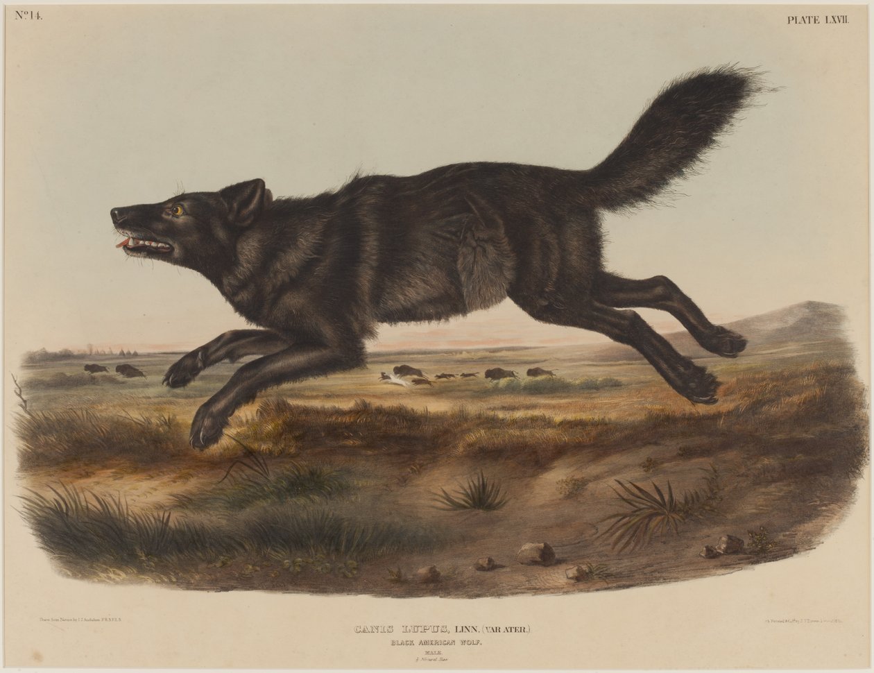 Canis Lupus (Kara Amerika Kurdu) by John James Audubon