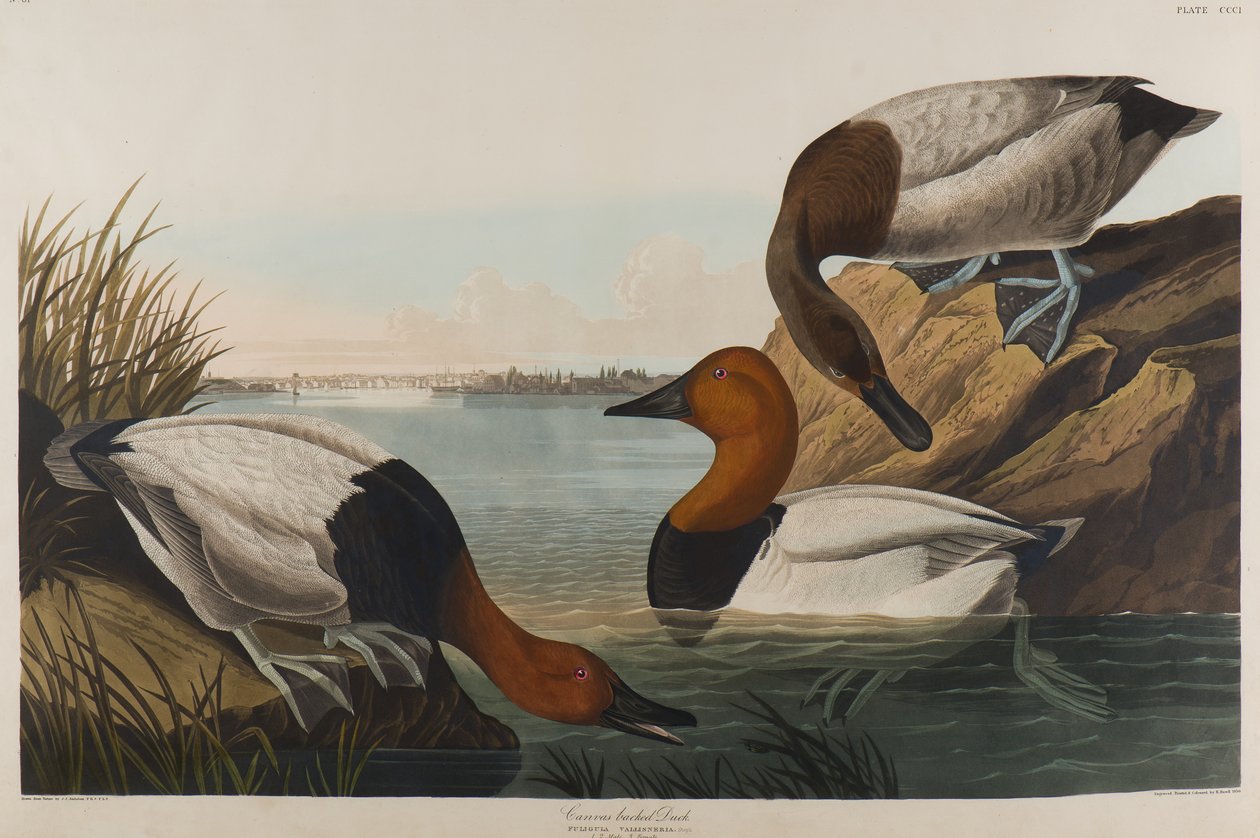 Kanvas Sırtlı Ördek, 1836 (kağıt üzerinde wc) by John James Audubon