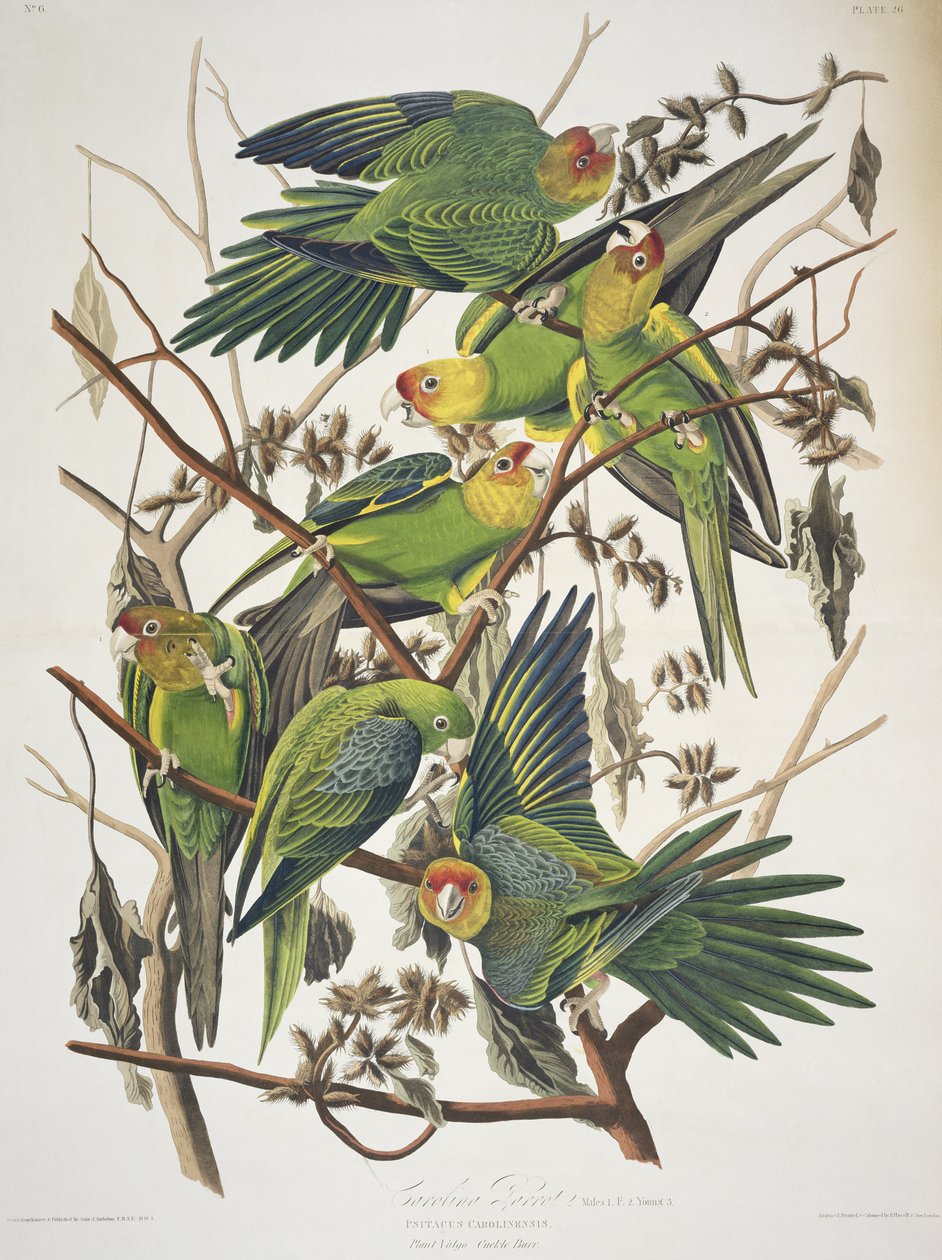 Birds of America