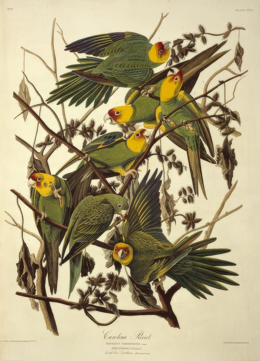 carolina papağanı. Psittacus Carolinensis by John James Audubon