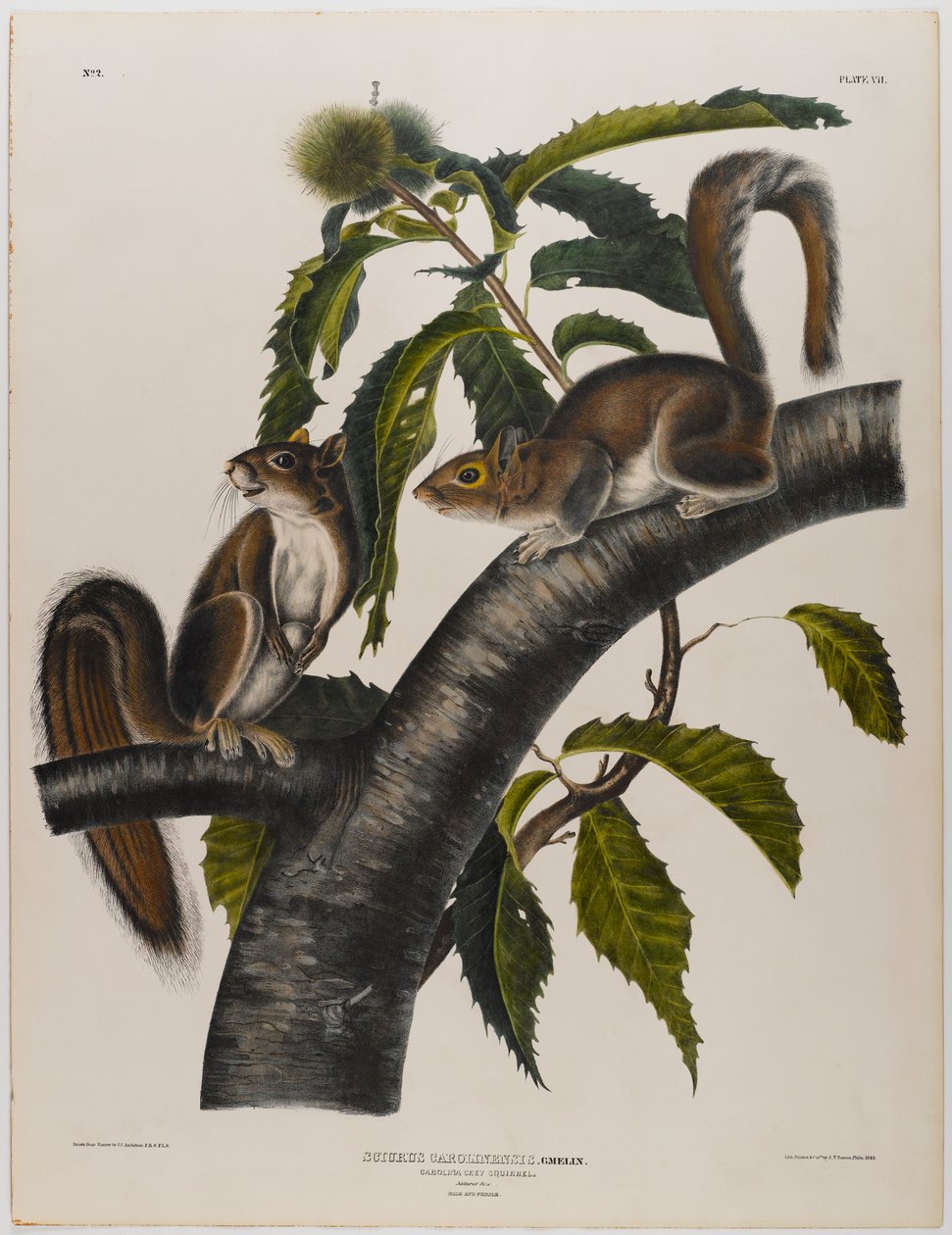 Carolina gri sincap by John James Audubon