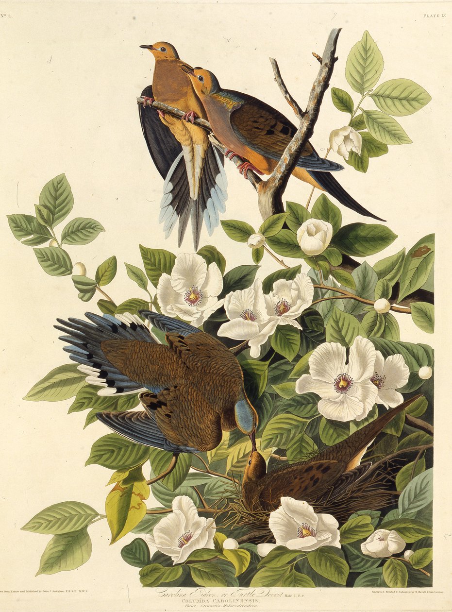 Carolina güvercini veya Carolina kumru. Amerika Kuşları, 1827-1838