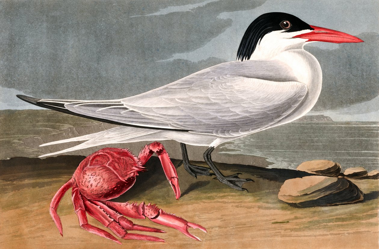 Cayenne Tern, Sterna Maxima, John J. Audubon