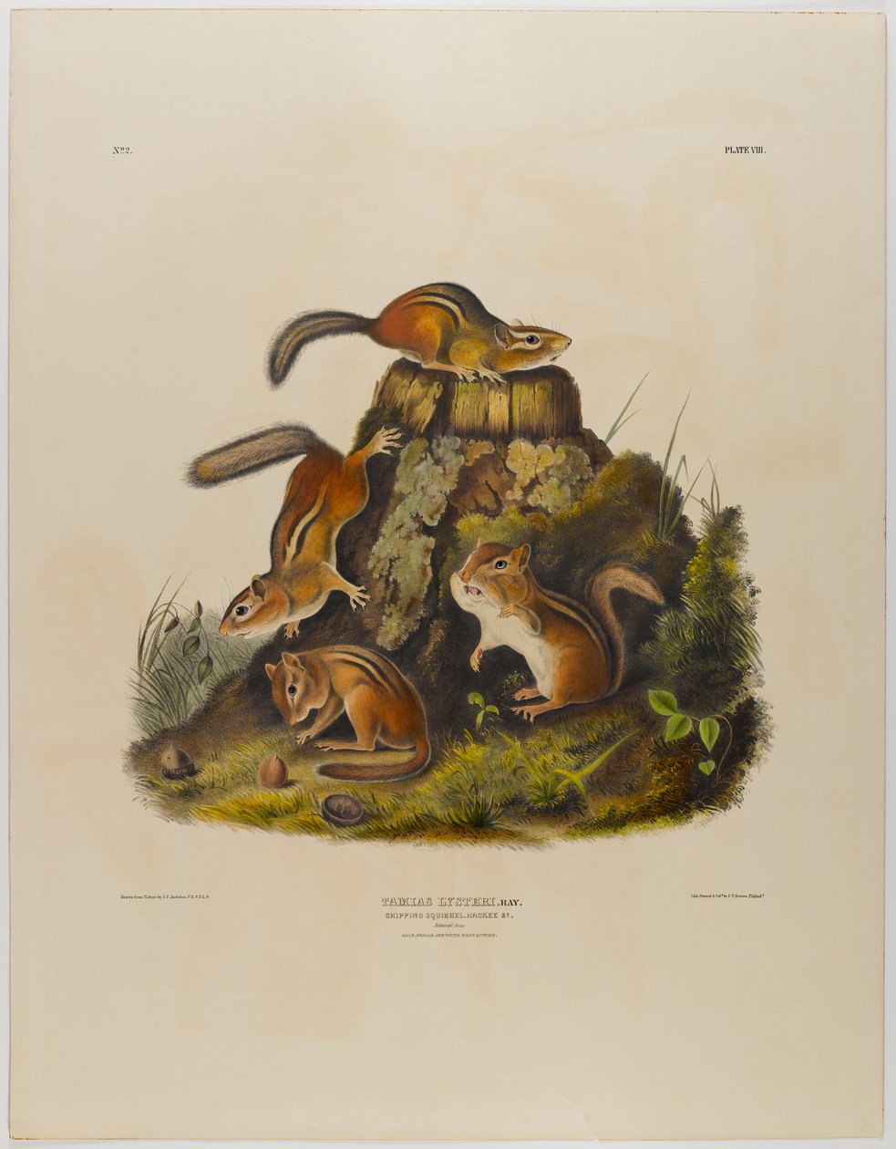 Sincap hackee yontma by John James Audubon