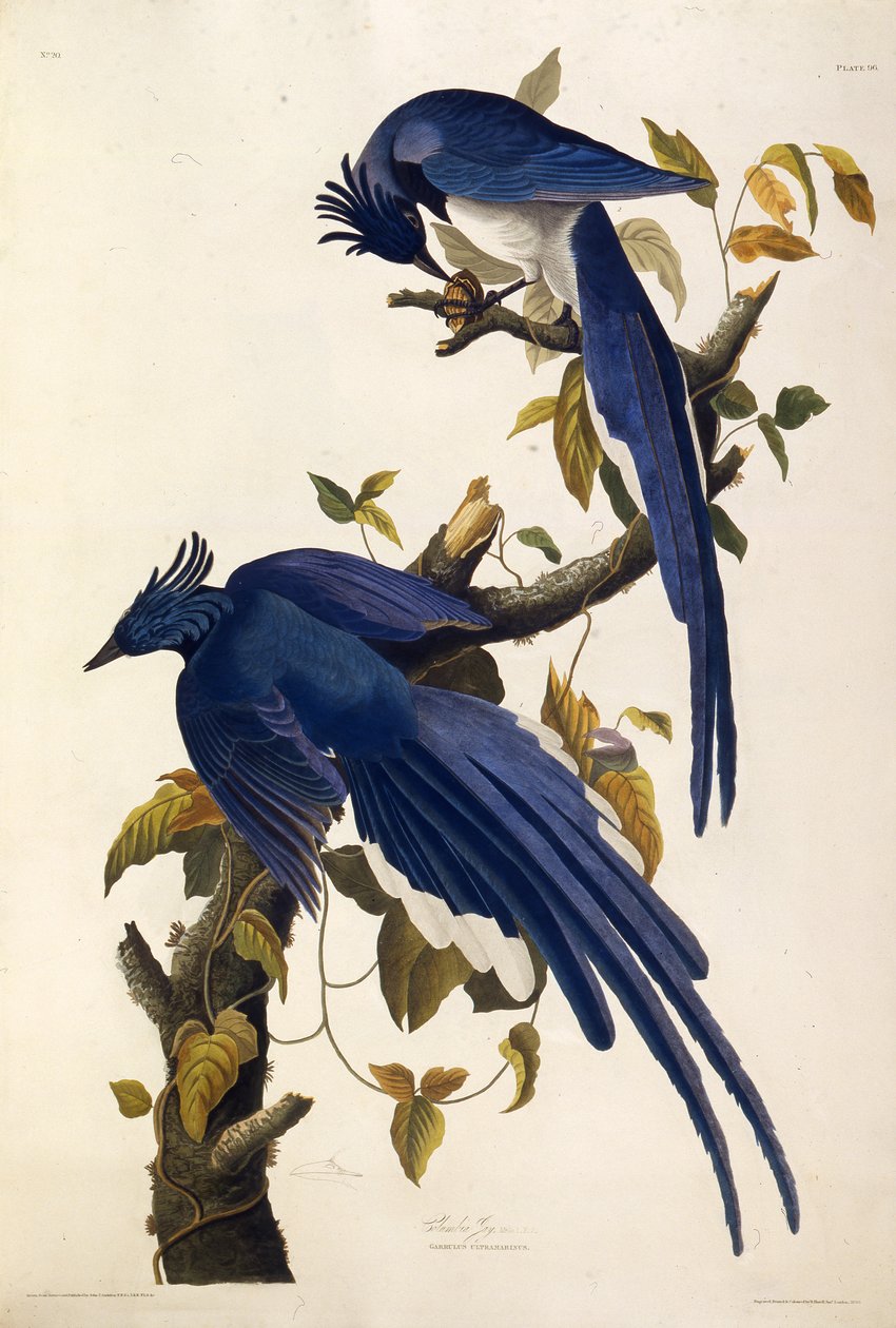 Columbia Jay Garrulus ultramarinus. Amerika Kuşları, 1827-1838