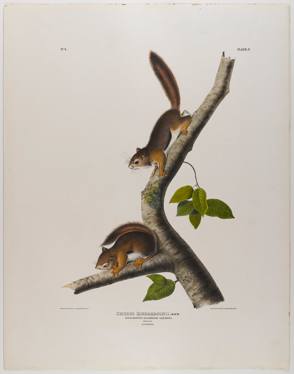 Kolomb sincabı by John James Audubon
